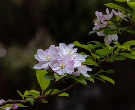 西府海棠