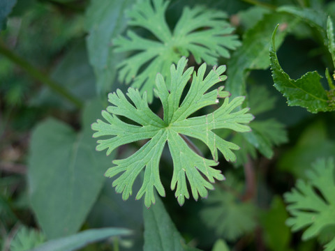 野外生长的野老鹳草