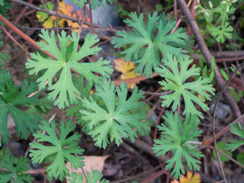 野外生长的野老鹳草