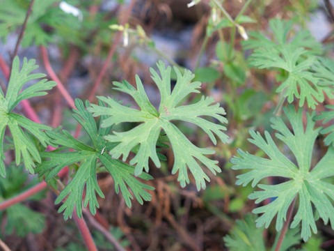 野外生长的野老鹳草