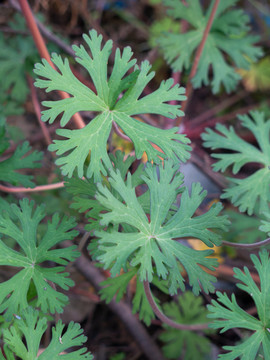 野外生长的野老鹳草