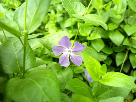 蔓长春花