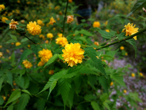 重瓣棣棠花