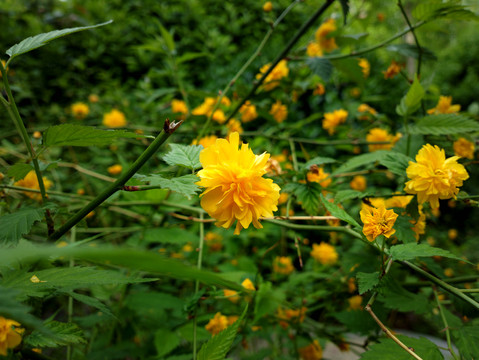 重瓣棣棠花