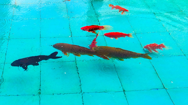 池塘里的一群锦鲤鱼