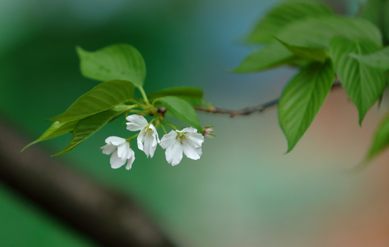 绽放的樱花