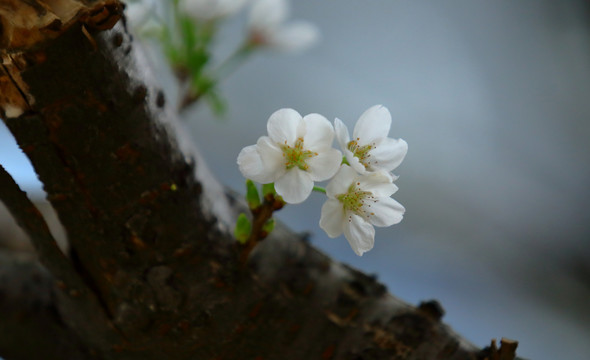 绽放的樱花