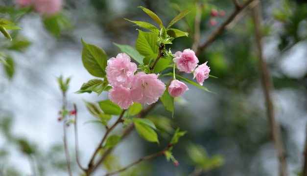 绽放的樱花