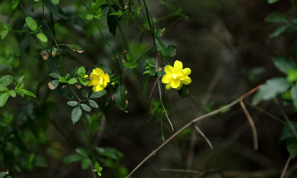 迎春花