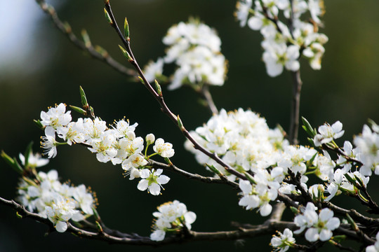 李花