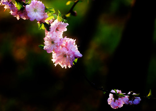 花背景