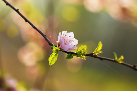 桃花