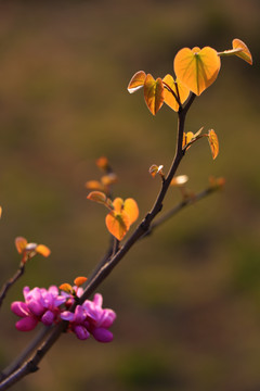 紫荆花