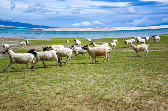 青海湖牛羊