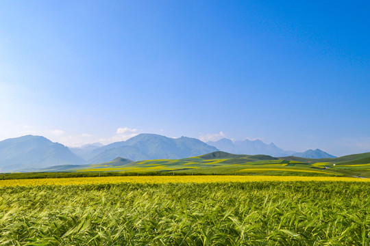 青海卓尔山