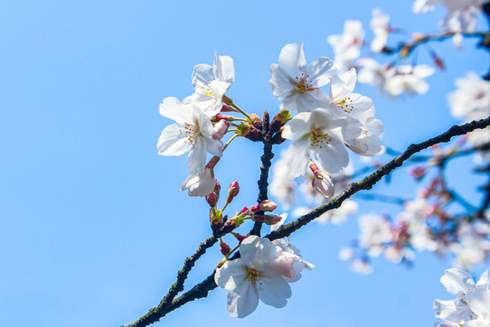 东京樱花