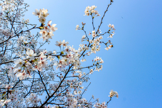 东京樱花