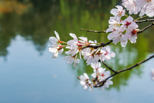 东京樱花