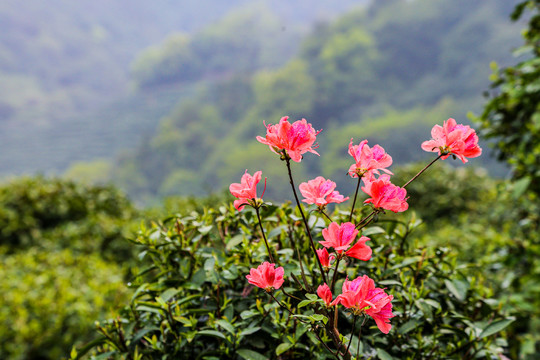 杜鹃花