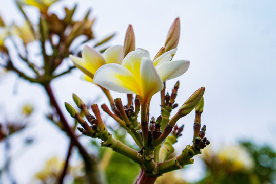 鸡蛋花