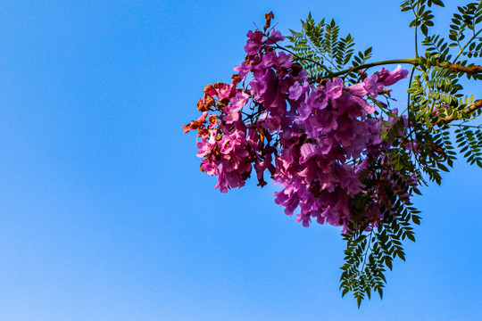 蓝花楹