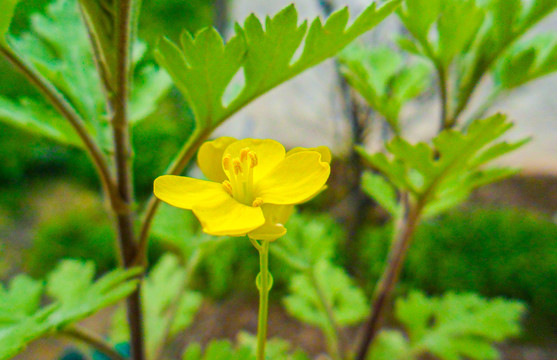 秃疮花