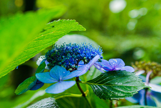 繡球花
