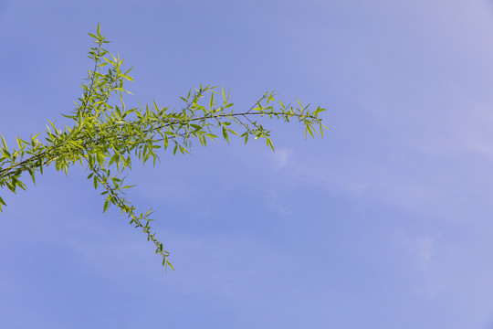 仰望树枝蓝天白云