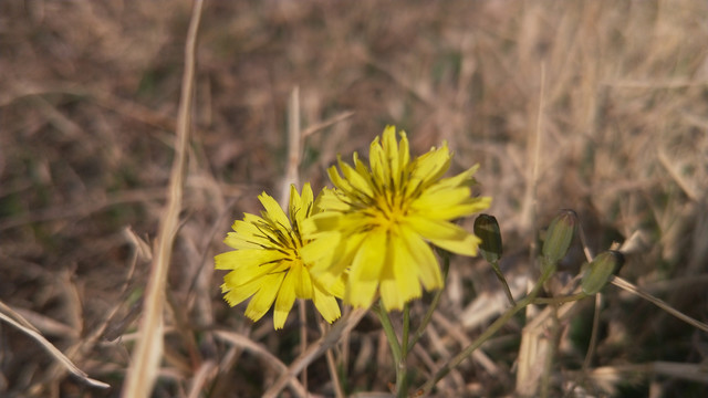 小黄花