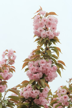 樱花满枝