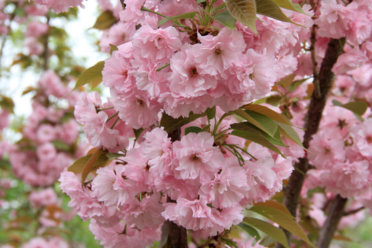 樱花烂漫