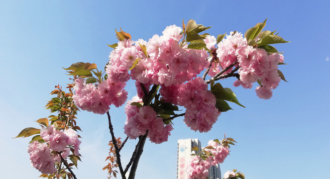 晚樱樱花树