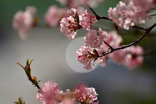 香荚蒾