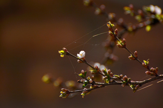 山樱桃花