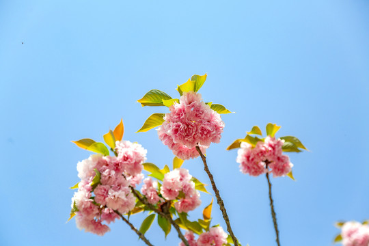 春天阳光下色彩鲜艳的樱花