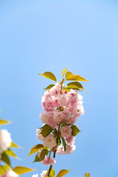 春天阳光下色彩鲜艳的樱花