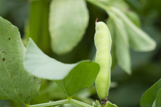 新鲜蚕豆