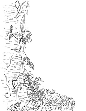 手繪樹根