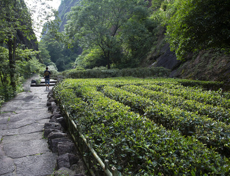 武夷山大红袍茶园