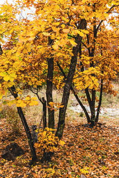 秋季树木黄叶