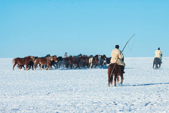 冬季雪原蒙古族套马