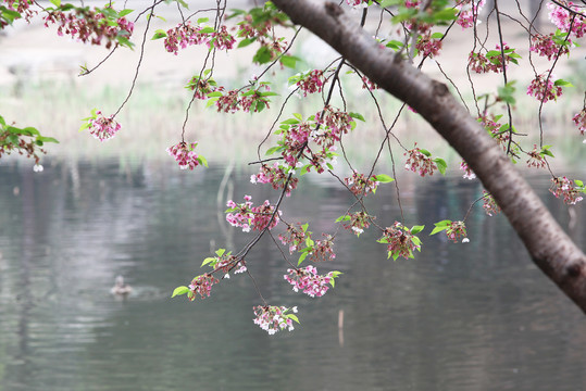 樱花