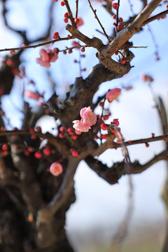 梅花树桩