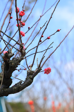 梅花树桩