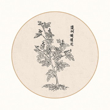 旋復(fù)花中醫(yī)中草藥素材白描矢量