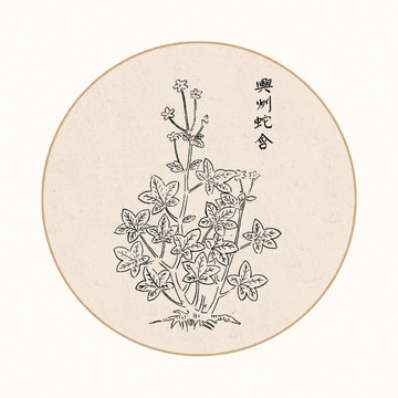蛇含中醫(yī)中草藥素材白描矢量