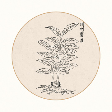 蜀漆中醫(yī)中草藥素材白描矢量