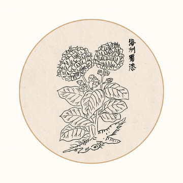 蜀漆中醫(yī)中草藥素材白描矢量