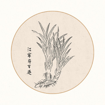 甘遂中醫(yī)中草藥素材白描矢量