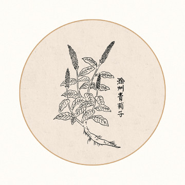 青葙子中醫(yī)中草藥素材白描矢量